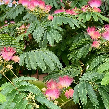 Bed & Breakfast Le Charme Du Perigord - & Table D'hotes 3*