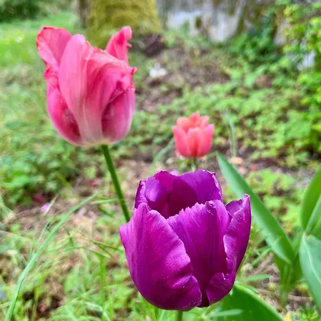 Le Charme Du Perigord - & Table D'hotes לינה וארוחת בוקר Saint-Sulpice-d'Excideuil