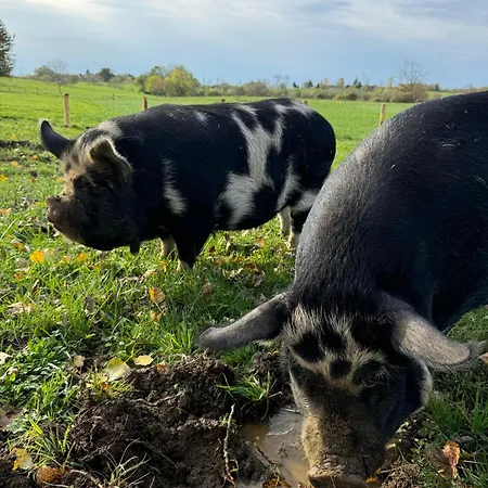 Bed & Breakfast Le Charme Du Perigord - & Table D'hotes 3*