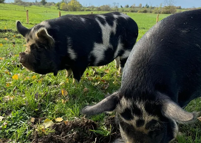 Bed & Breakfast Le Charme Du Perigord - & Table D'hotes 3*